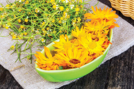 Easiest Medicinal Herbs to Grow